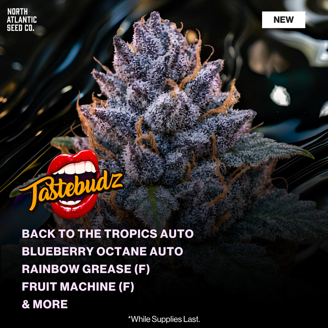 Tastebudz Summer 2026 Drops