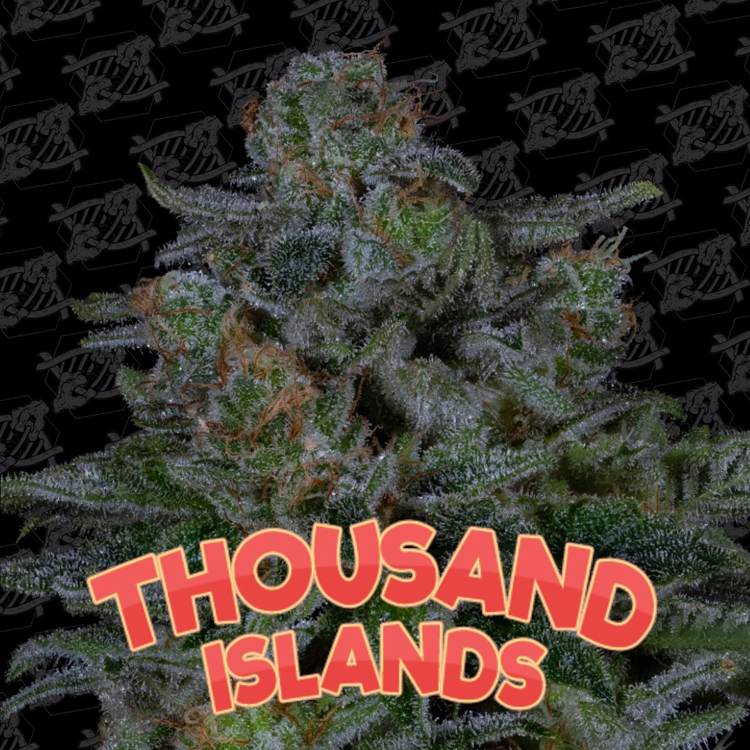 Thousand Islands Cannabis Seeds by Dirty Bird Genetics