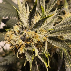 Travelin' Light Cannabis Seeds by TMB Selects Seeds
