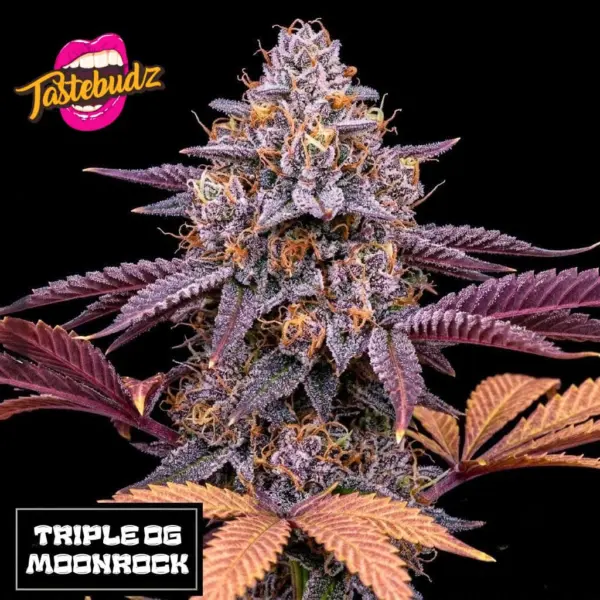 Triple OG Moonrock Cannabis Seeds by Tastebudz