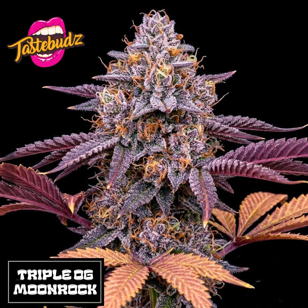 Triple OG Moonrock Cannabis Seeds by Tastebudz