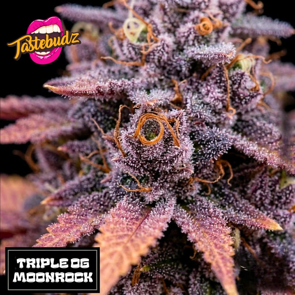Triple OG Moonrock Cannabis Seeds by Tastebudz