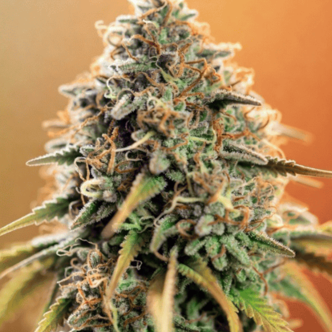 Tropical UFOG Auto