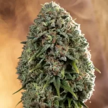Tropical UFOG Auto Cannabis Seeds by Supernatural Seeds