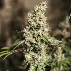 Z Cut RBX2 Cannabis Seeds by Ethos Genetics