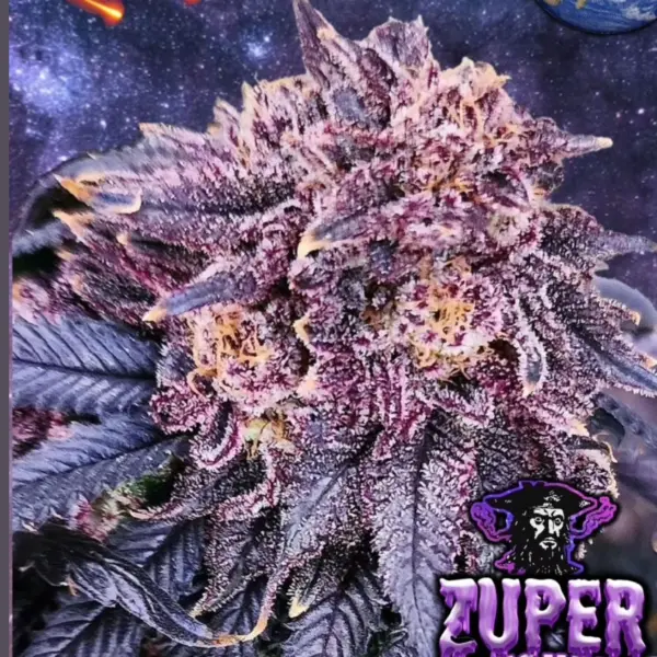 Zuper Plushers Cannabis Seeds by Tiki Madman