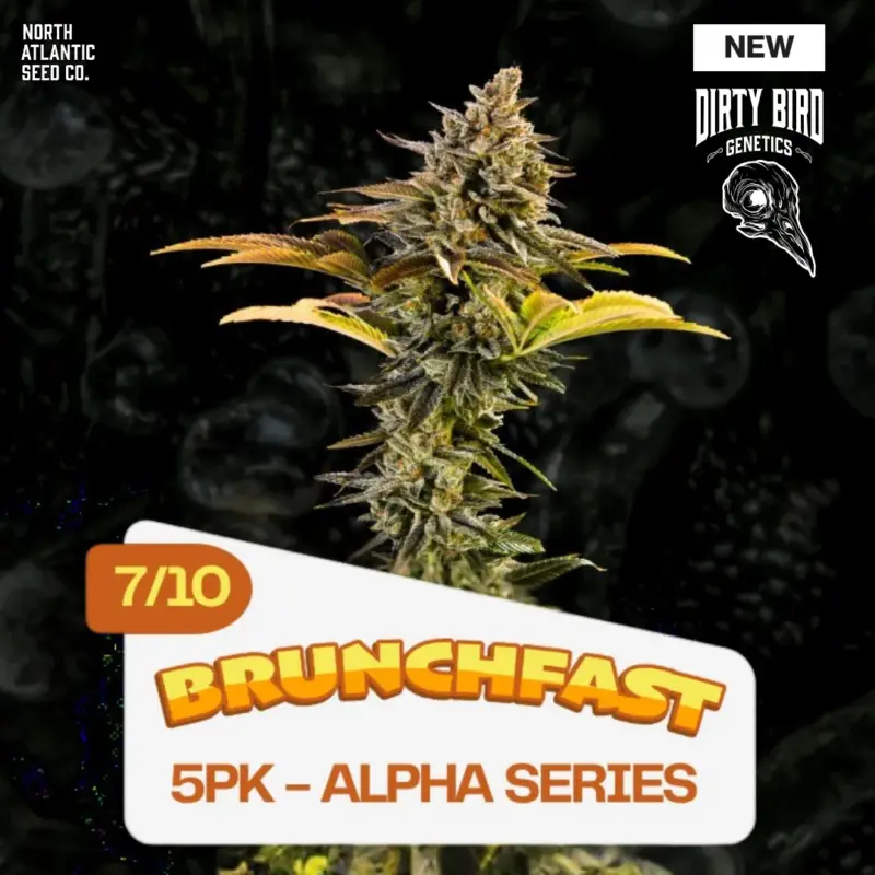 Dirty Bird Genetics - Alpha Series