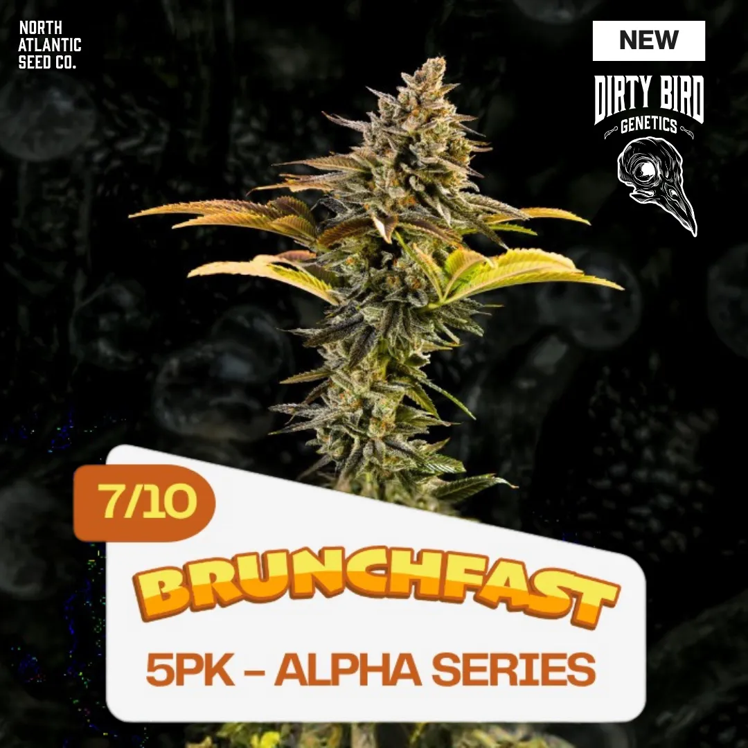 Dirty Bird Genetics - Alpha Series