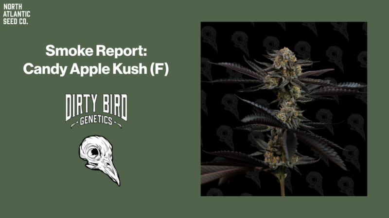 Smoke Report: Candy Apple Kush by Dirty Bird Genetics