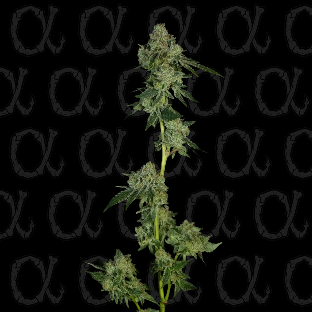 Frosted Volcano Alpha Series Cannabis Seeds by Dirty Bird Genetics