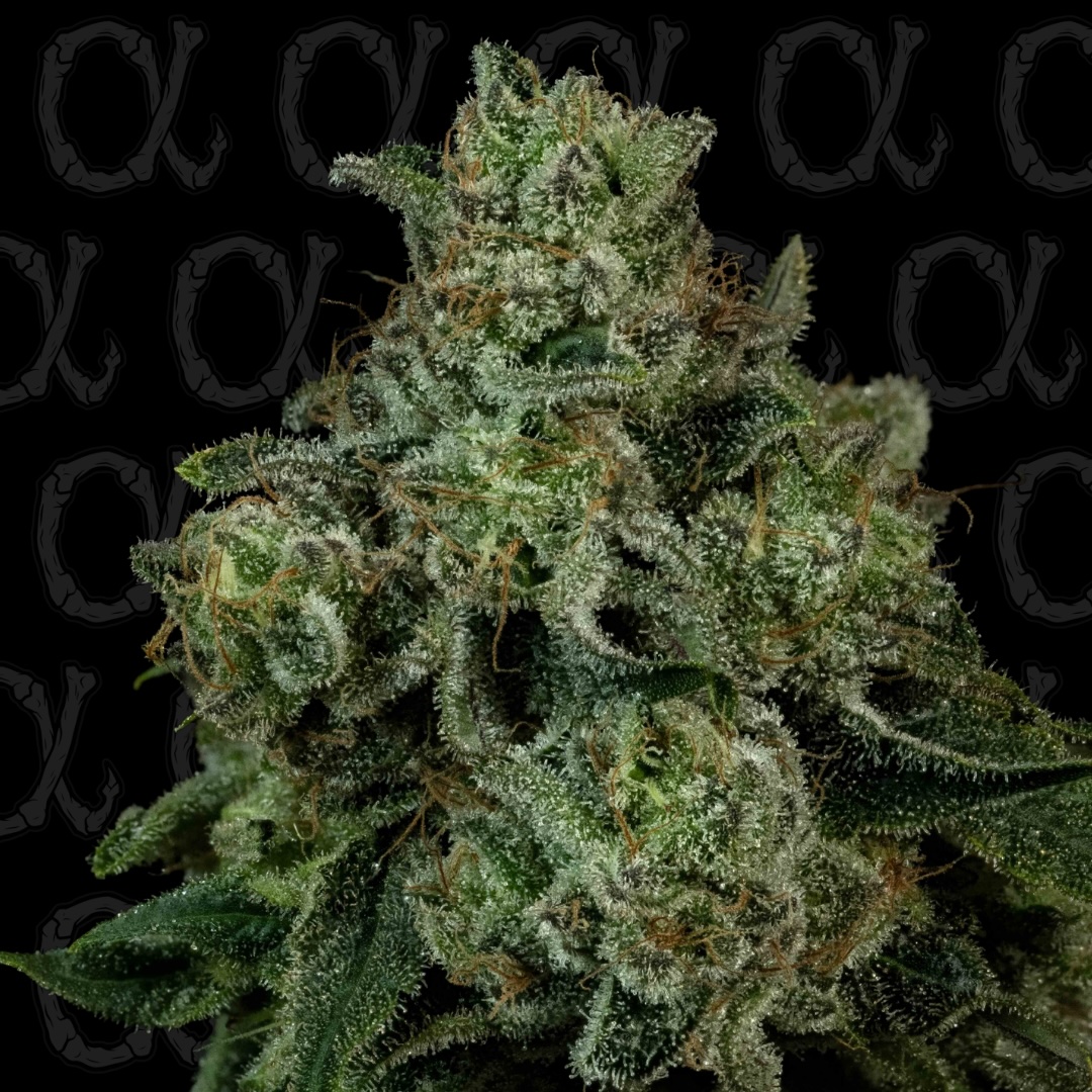 Frosted Volcano Alpha Series Cannabis Seeds by Dirty Bird Genetics