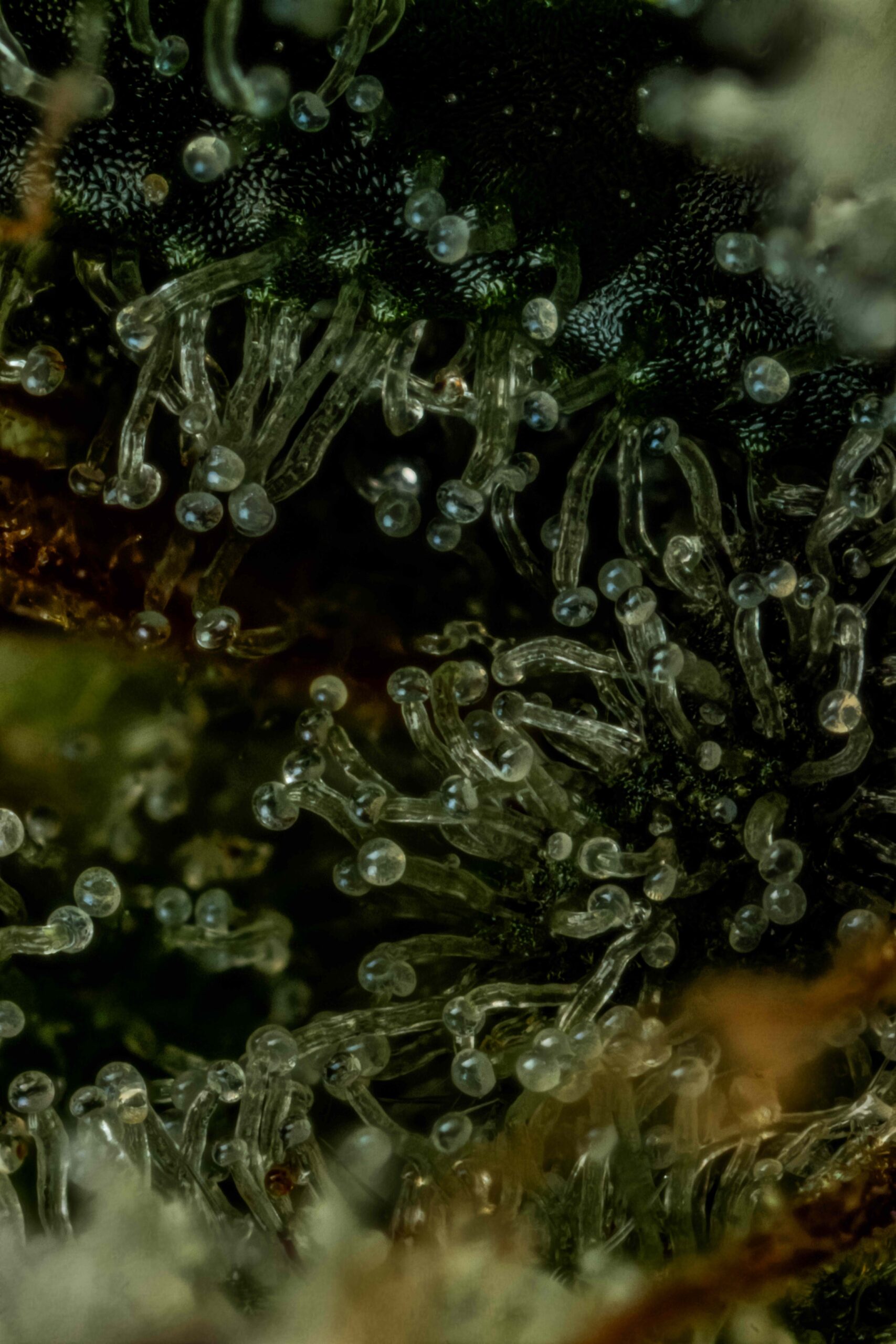 Frosted Volcano Alpha Series Cannabis Seeds by Dirty Bird Genetics