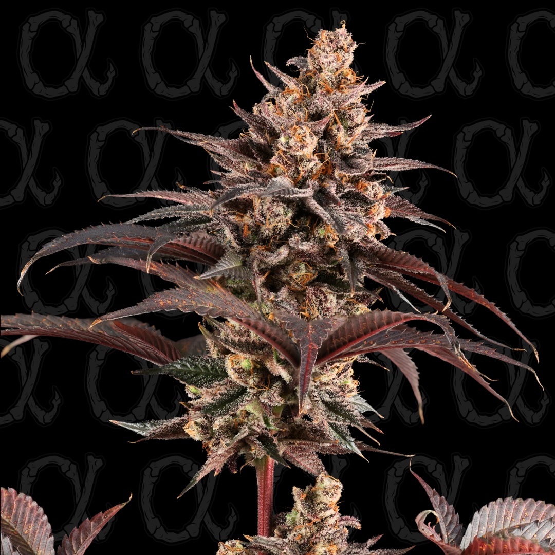 Heavy Metal Breath Auto Alpha Series Cannabis Seeds by Dirty Bird Genetics