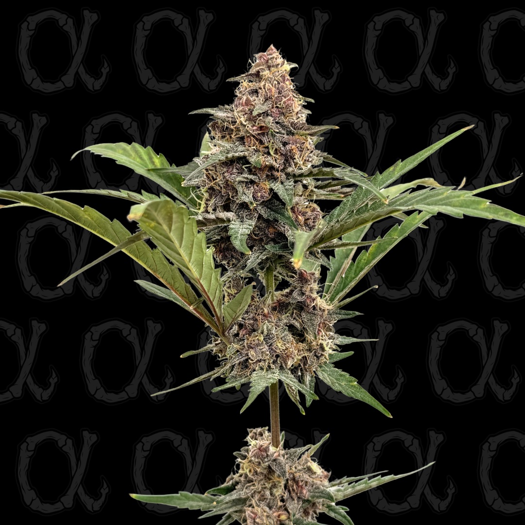 Heavy Metal Breath Auto Alpha Series Cannabis Seeds by Dirty Bird Genetics
