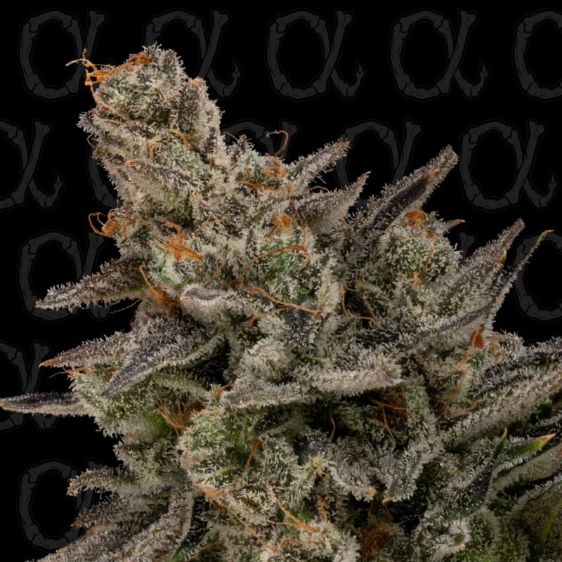 Heavy Metal Breath Auto Alpha Series Cannabis Seeds by Dirty Bird Genetics