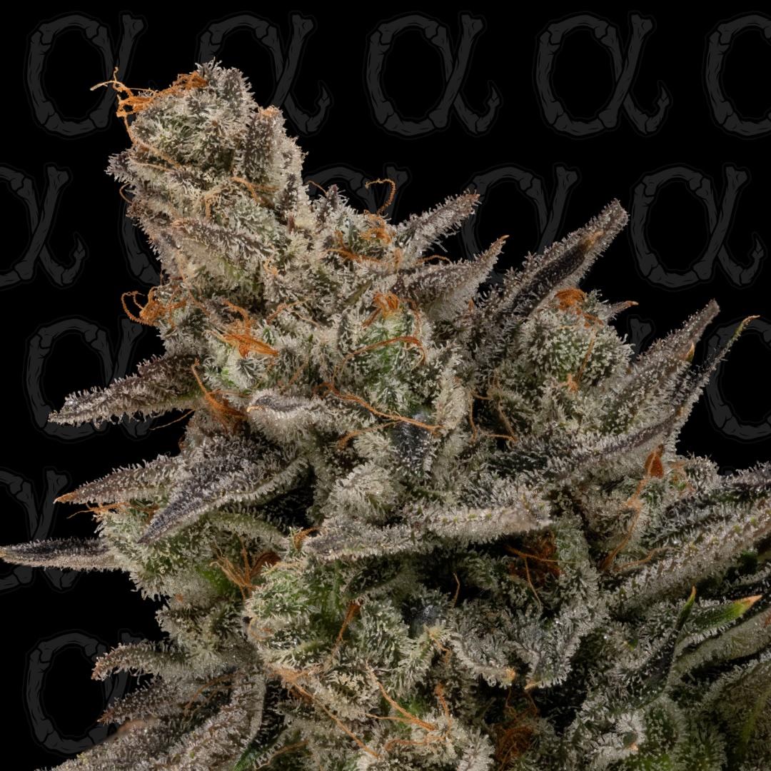 Heavy Metal Breath Auto Alpha Series Cannabis Seeds by Dirty Bird Genetics