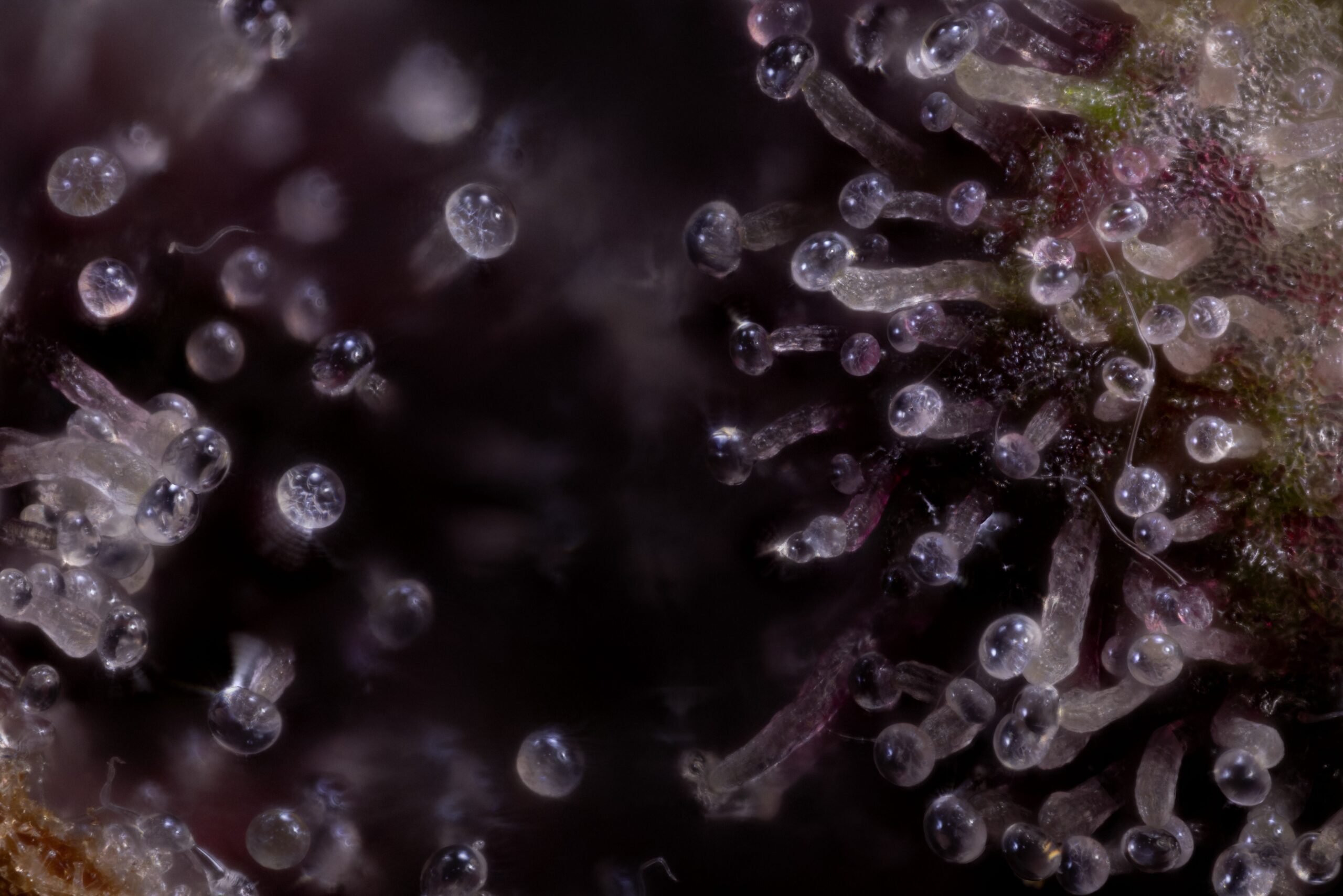 Heavy Metal Breath Auto Alpha Series Cannabis Seeds by Dirty Bird Genetics