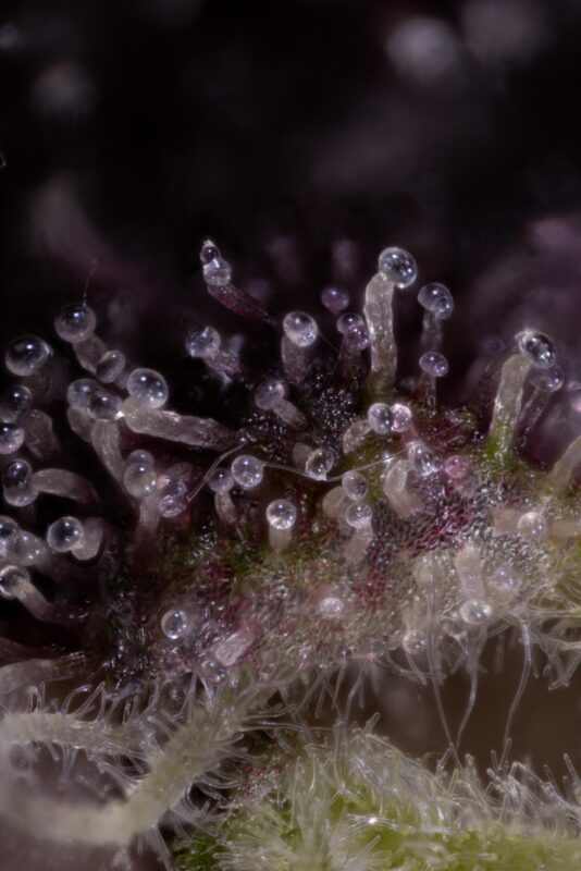 Heavy Metal Breath Auto Alpha Series Cannabis Seeds by Dirty Bird Genetics