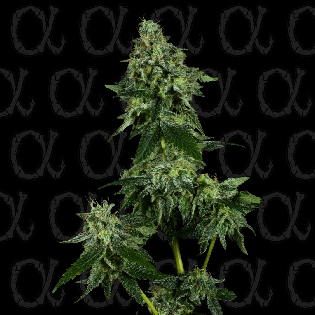 Sour Maui Cannabis Seeds by Dirty Bird Genetics