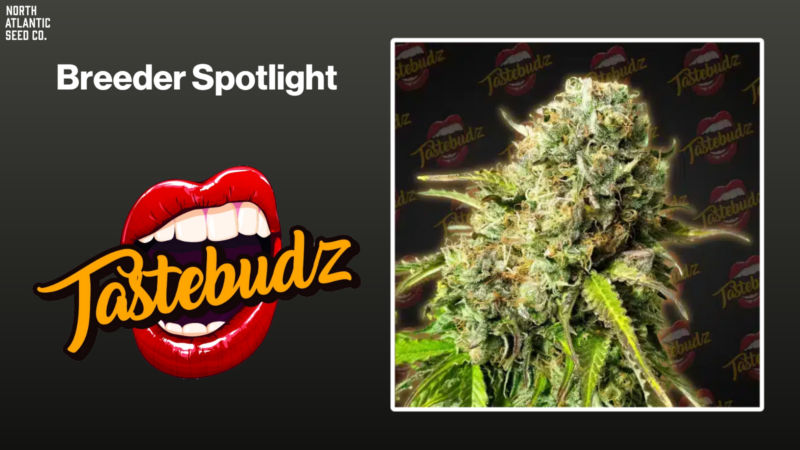Tastebudz Shares Grow Tips & More!