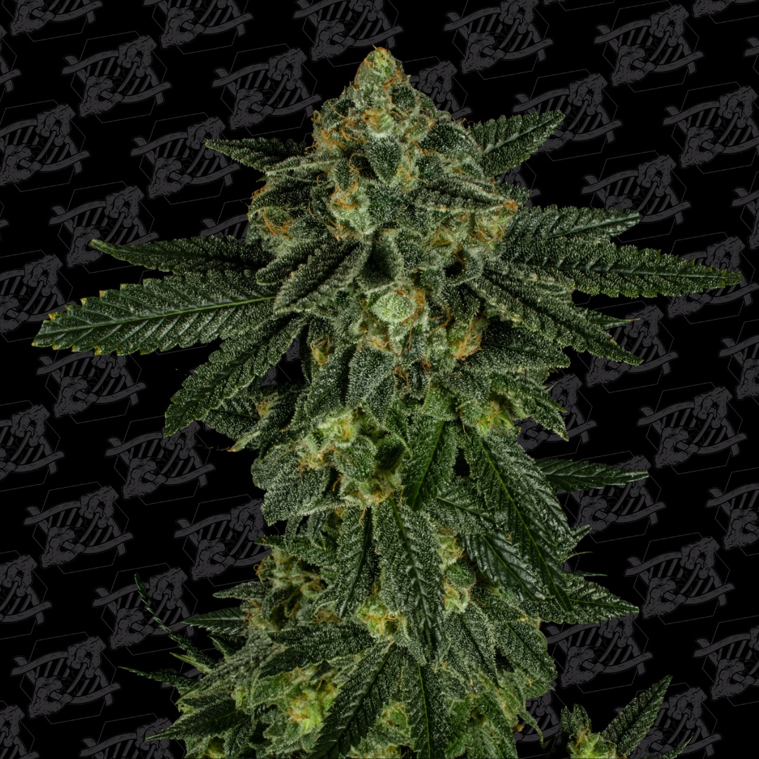 Thousand Islands Cannabis Seeds by Dirty Bird Genetics
