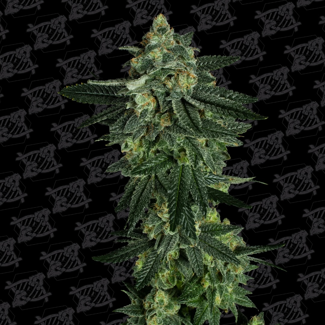 Thousand Islands Cannabis Seeds by Dirty Bird Genetics