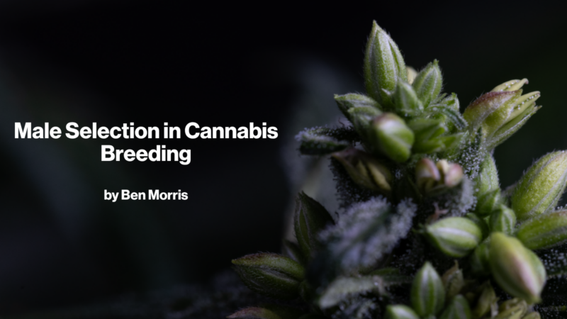 Male Selection in Cannabis Breeding