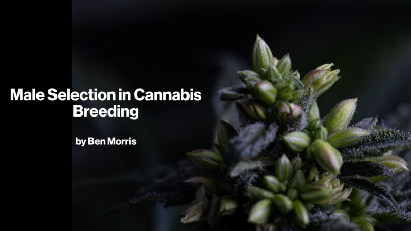 Male Selection in Cannabis Breeding