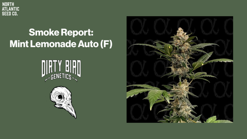Smoke Report: Mint Lemonade Auto by Dirty Bird Genetics