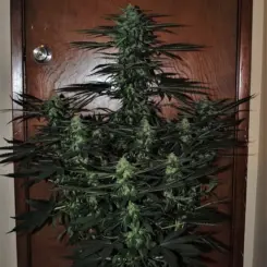 ALF #5 Auto Reg Cannabis Seeds by Gnome Automatics