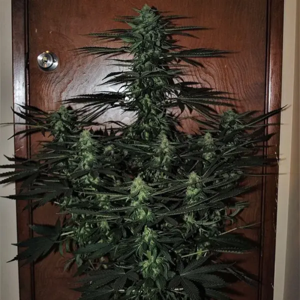 ALF #5 Auto Reg Cannabis Seeds by Gnome Automatics
