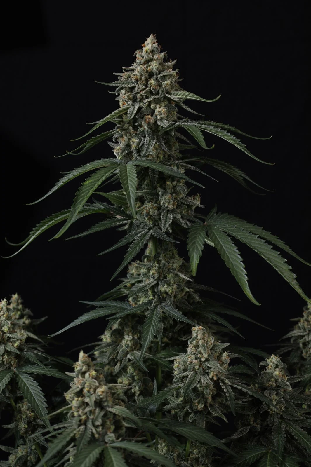 Banana Cherry Cookies Auto Cannabis Seeds by Fastbuds