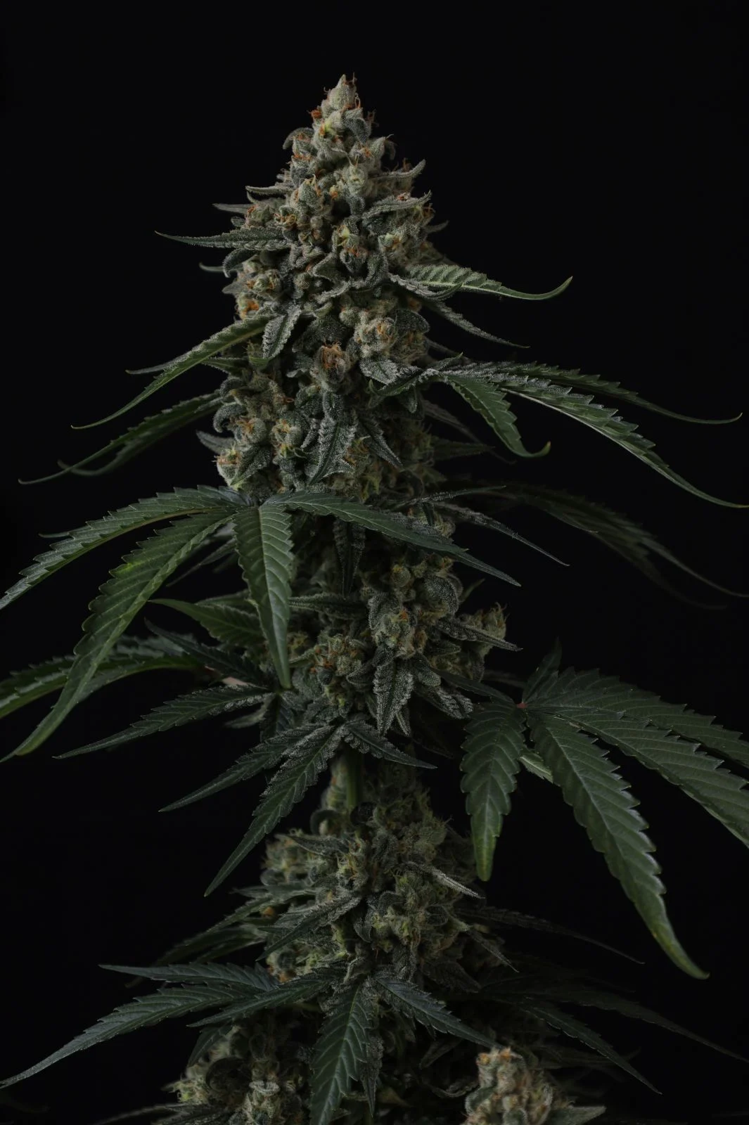 Banana Cherry Cookies Auto Cannabis Seeds by Fastbuds