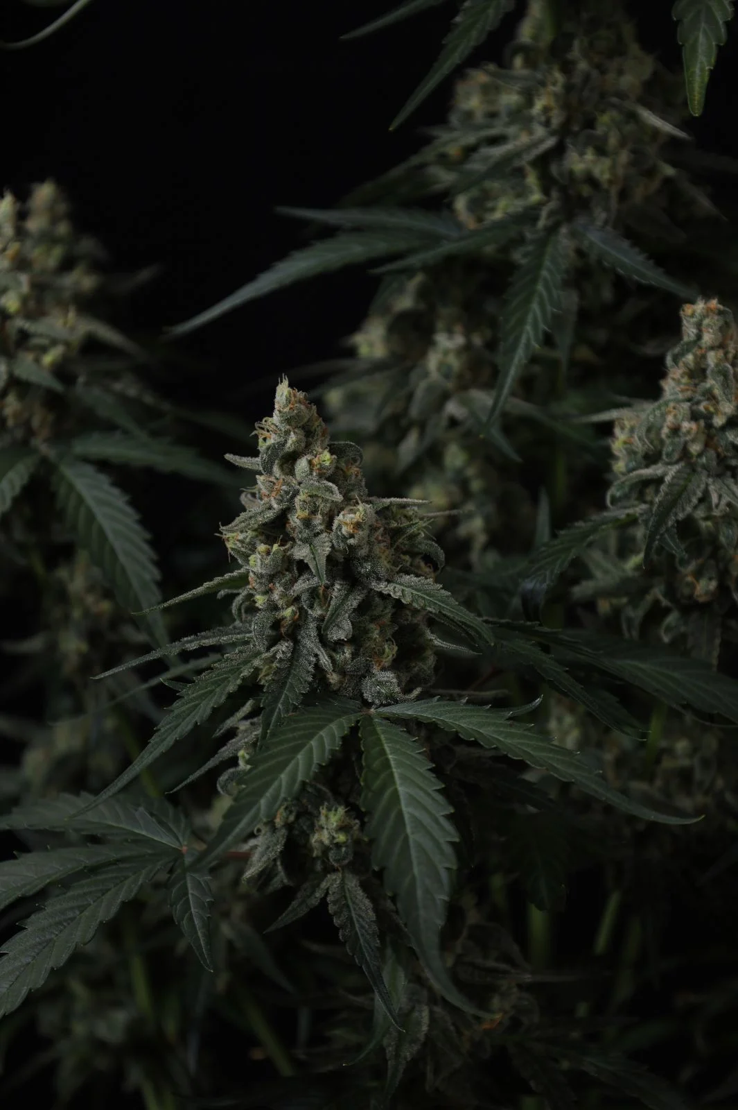 Banana Cherry Cookies Auto Cannabis Seeds by Fastbuds