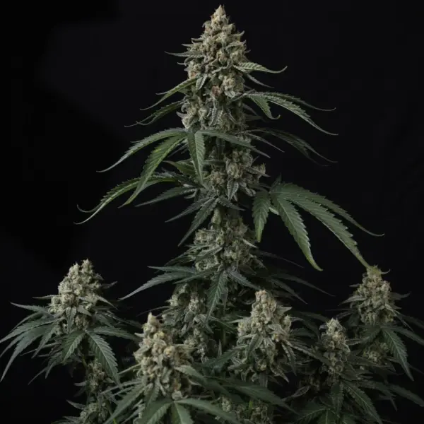 Banana Cherry Cookies Auto Cannabis Seeds by Fastbuds