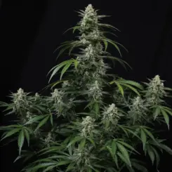 Banana Frost Auto Cannabis Seeds by Fastbuds