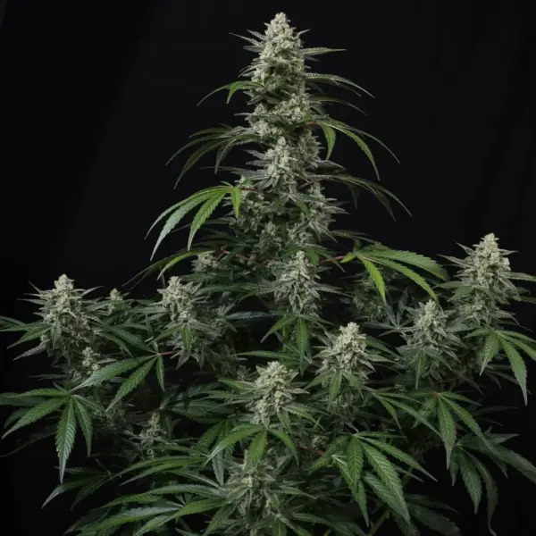 Banana Frost Auto Cannabis Seeds by Fastbuds
