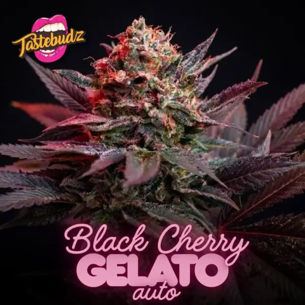 Black Cherry Gelato Auto Cannabis Seeds by Tastebudz Genetics