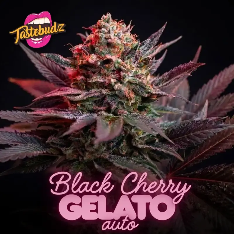 Black Cherry Gelato Auto Cannabis Seeds by Tastebudz Genetics