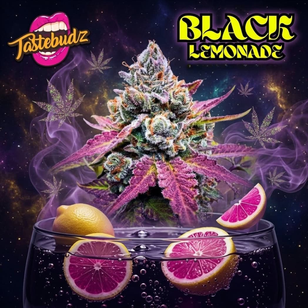 Black Lemonade (F) - Image 2