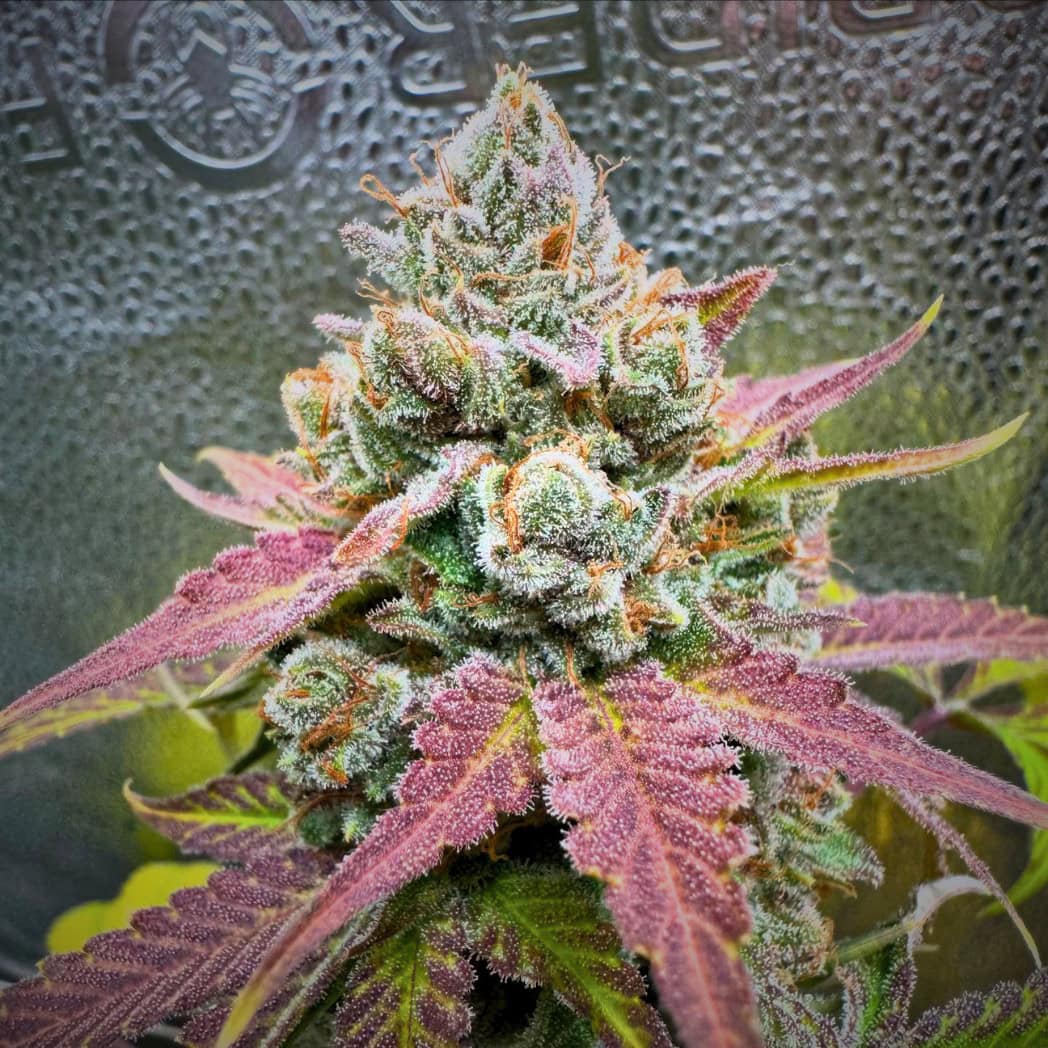 Black Lemonade Cannabis Seeds by Tastebudz
