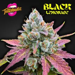 Black Lemonade Cannabis Seeds by Tastebudz
