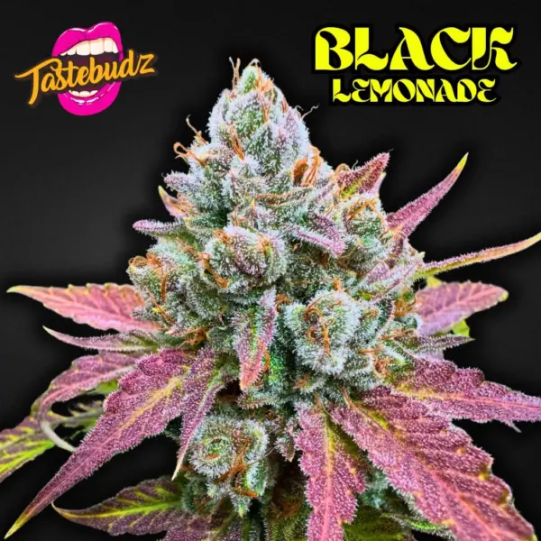Black Lemonade Cannabis Seeds by Tastebudz