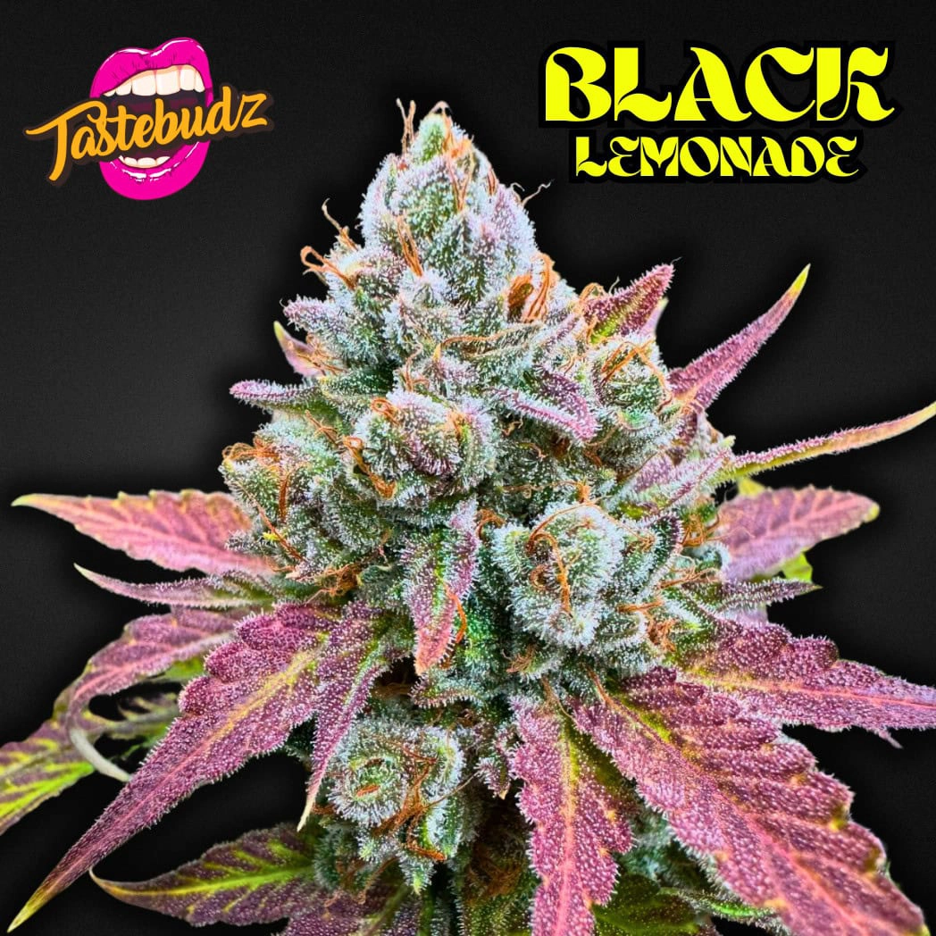 Black Lemonade Cannabis Seeds by Tastebudz
