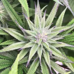 Blue Marmalade Cannabis Seeds by Jolly Pond Farms
