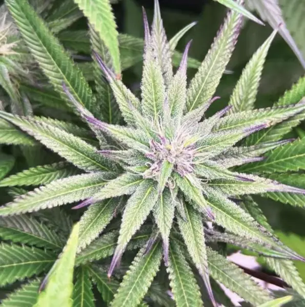 Blue Marmalade Cannabis Seeds by Jolly Pond Farms