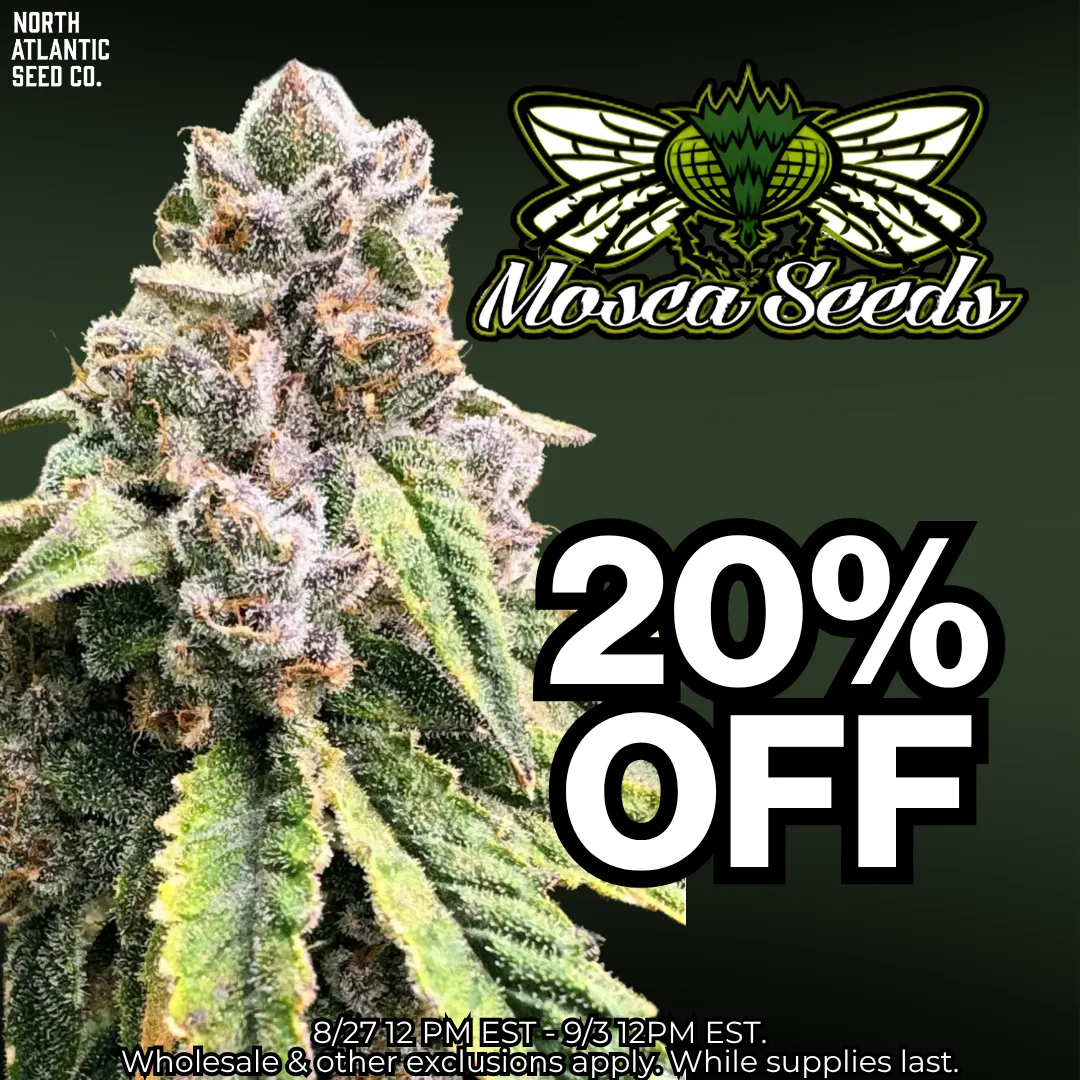 Mosca Seeds