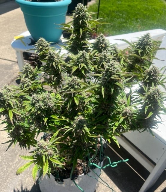 Chrome Frost Auto Cannabis Seeds by Mosca Seeds
