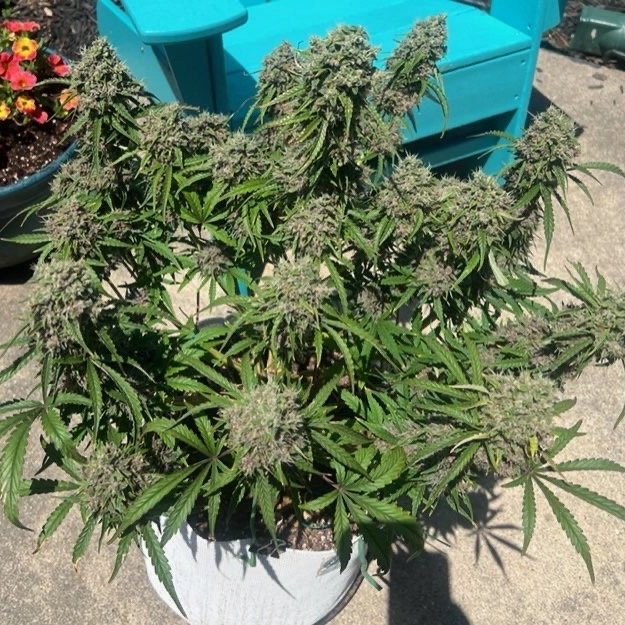 Chrome Frost Auto Cannabis Seeds by Mosca Seeds
