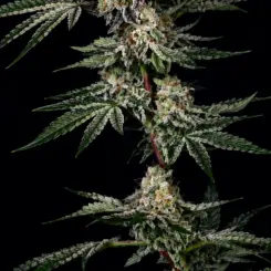Chrome Frost Cannabis Seeds by Mosca Seeds